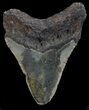 Megalodon Tooth - North Carolina #67137-2